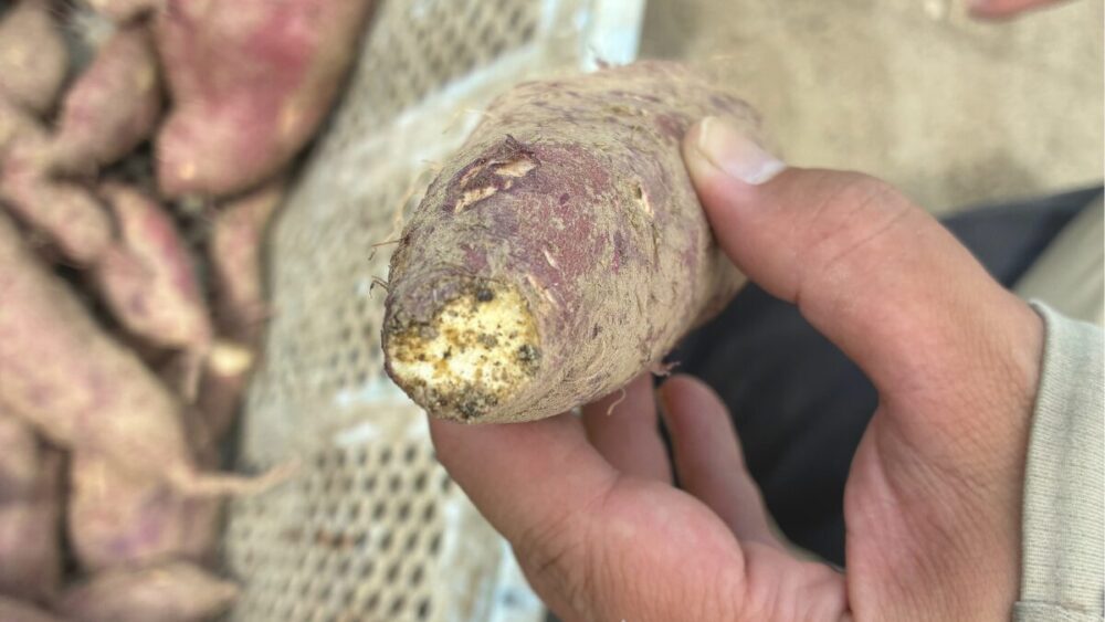 サツマイモの収穫後のキュアリング処理