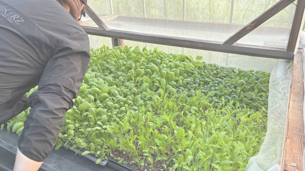 体験学習中の農家