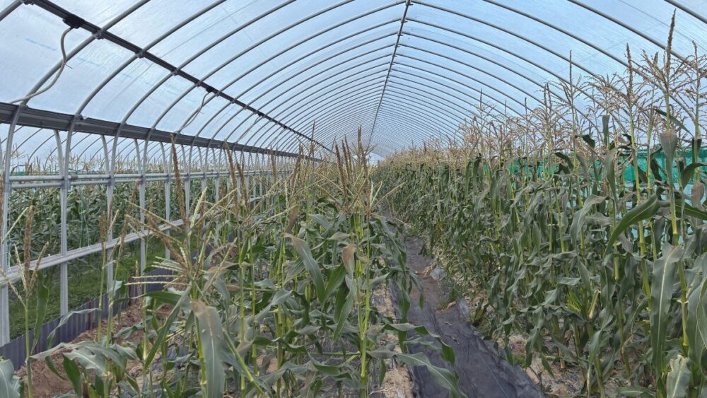 ハウスの新設に際するコストの抑え方