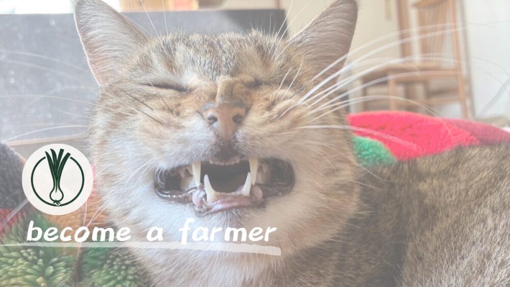 【勝手に決めつけずに一度聞け】先輩農家から伺った学びのある言葉