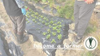 【援農体験記】脱サラ就農を目指す農業未経験者が「複数」の農家で働いて感じたこと 