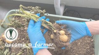 【家庭菜園記録】プランターで「じゃがいも」を栽培！脱サラ就農を目指す男が実践したノウハウと所感を公開 