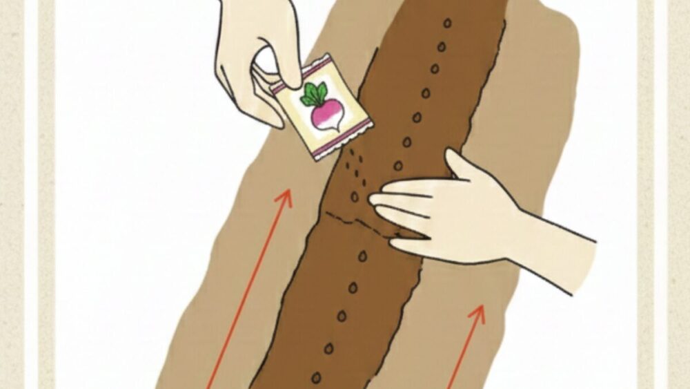 カブの種の筋蒔き