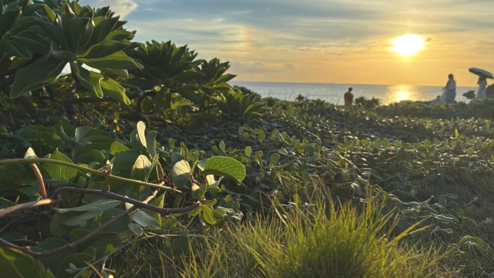 滋賀県農業体験イベント