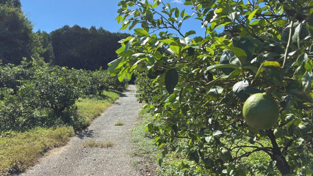 たかみ農園の圃場風景