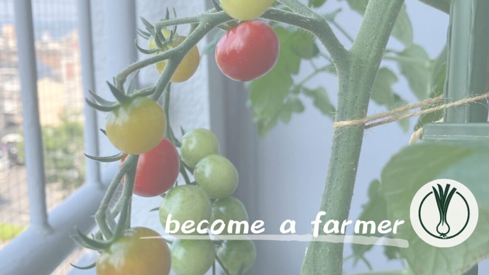 【家庭菜園記録】プランターで「ミニトマト」を栽培！脱サラ就農を目指す男が実践したノウハウと所感を公開