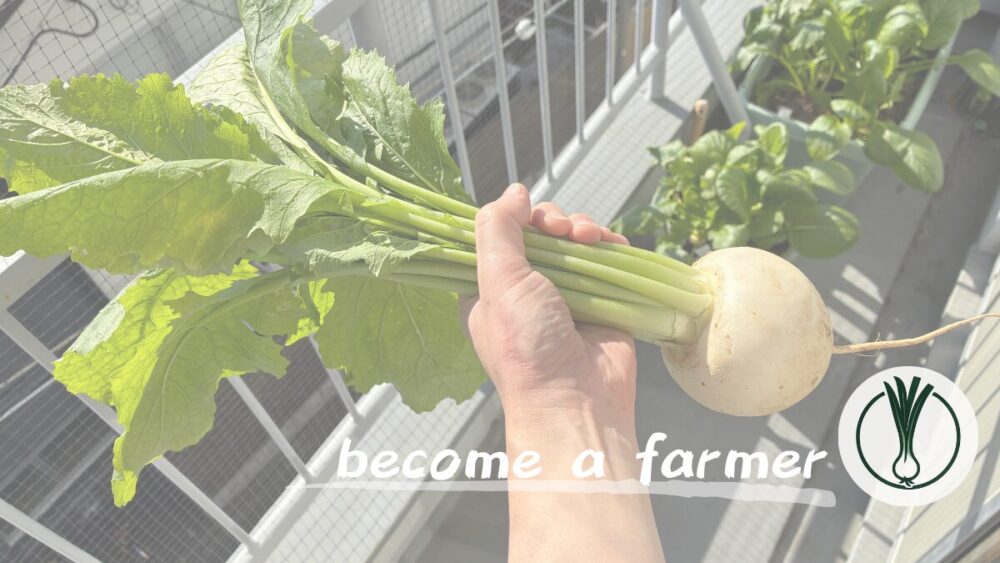 【家庭菜園記録】プランターで「カブ」を栽培！脱サラ就農を目指す男が実践したノウハウと所感を公開