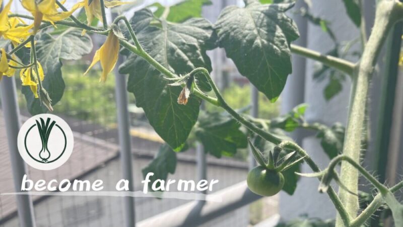 【家庭菜園日記】脱サラ就農を目指す男がベランダで栽培する野菜たちを公開してみた