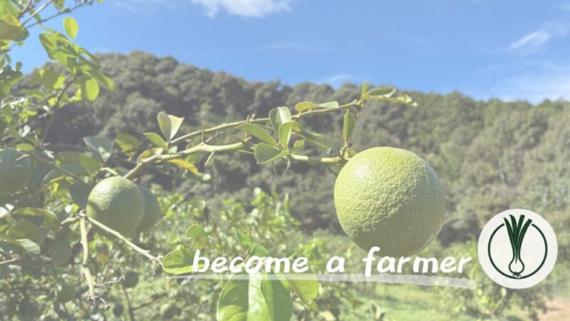 【農業見学記録】三重県御浜町でマイヤーレモンを栽培する「たかみ農園」さんへ見学に伺った概要と所感 