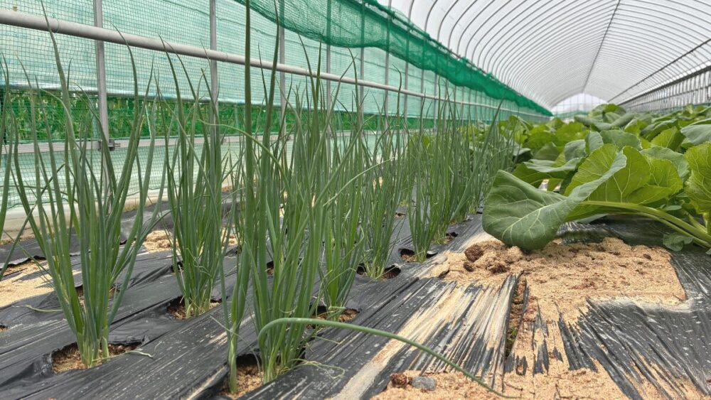 たぶち農場を通じて感じたこと