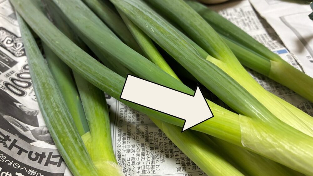 ネギの白い部分