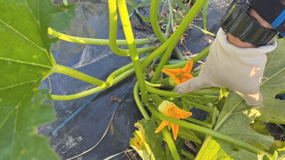 ズッキーニの自然栽培