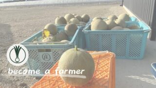 【農業研修記録】滋賀県草津市で多品目栽培を実践する個人農家さんのもとで働かせていただいた概要と所感 