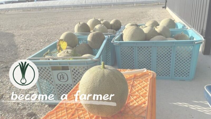 【農業研修記録】滋賀県草津市で多品目栽培を実践する個人農家さんのもとで働かせていただいた概要と所感 