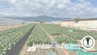 【農業研修記録】滋賀県草津市で葉物野菜を栽培する農業法人のもとで働かせていただいた概要と所感 