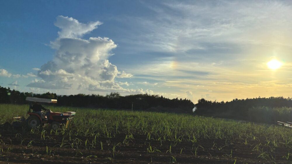 農家に散見される例