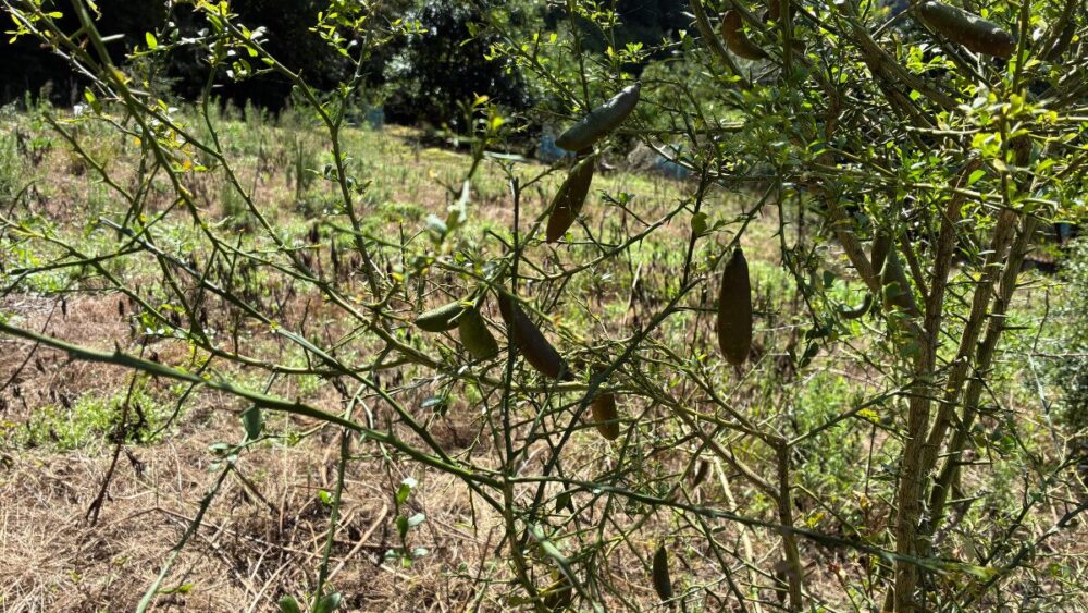 たかみ農園のフィンガーライム