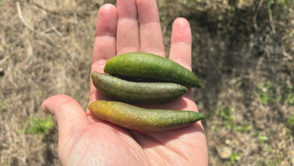 たかみ農園のフィンガーライム