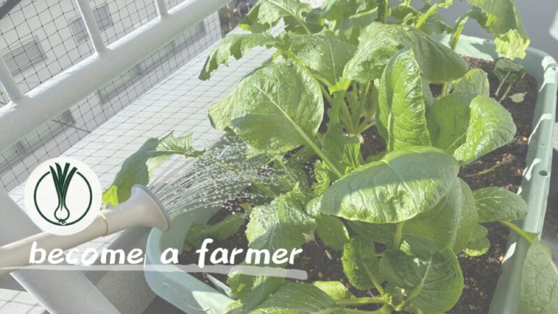 【家庭菜園記録】プランターで「小松菜」を栽培！脱サラ就農を目指す男が実践したノウハウと所感を公開 