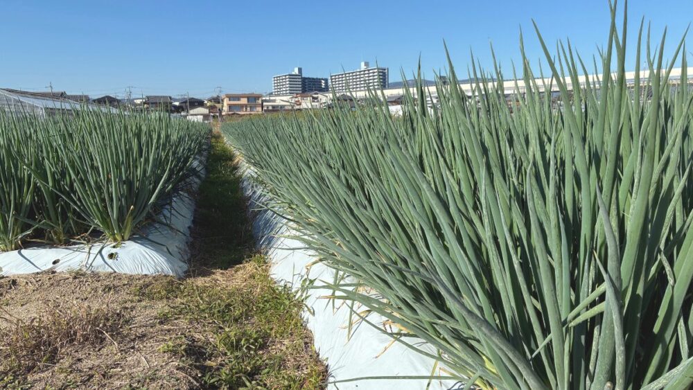 九条ネギの圃場