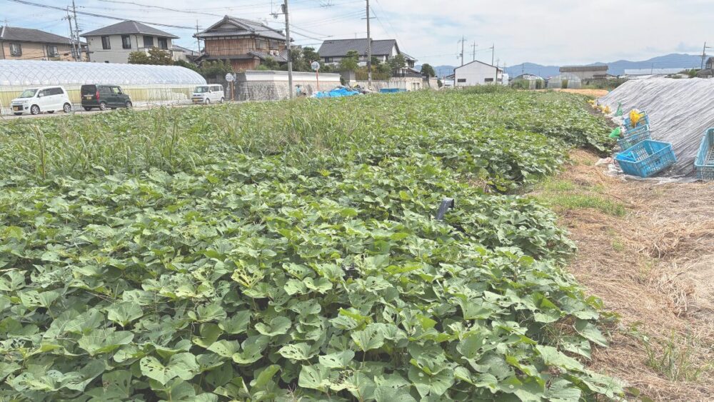 「みすぼらしい格好をしているくらいで丁度いい」の意味