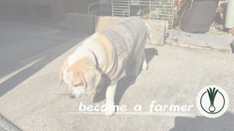 TV番組で「冷凍食品食べ放題イベント」の模様を報道されていたことについて感じたこと