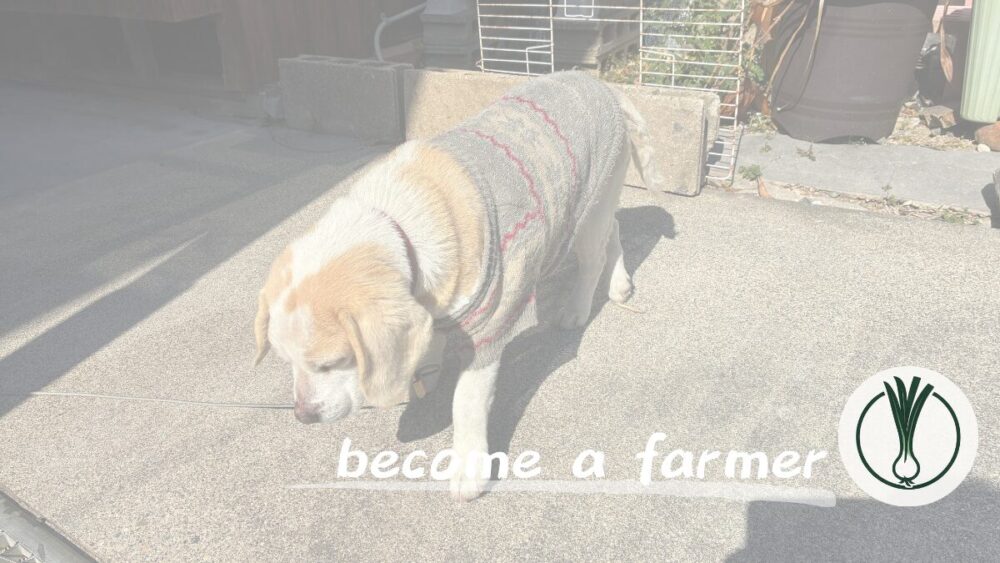 TV番組で「冷凍食品食べ放題イベント」の模様を報道されていたことについて感じたこと